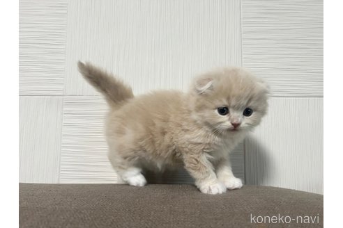成約済の茨城県のスコティッシュフォールド-109595の4枚目